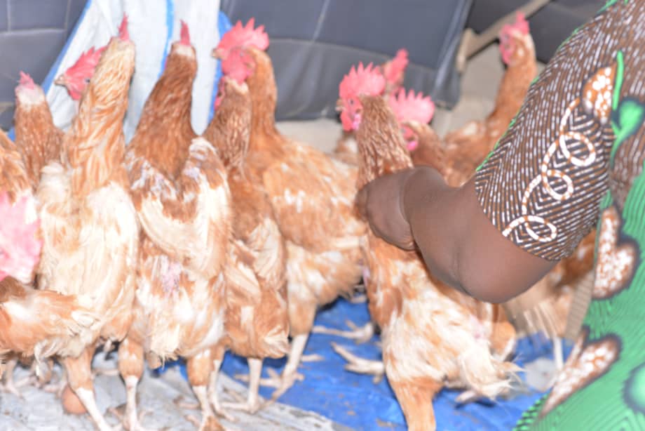 Poultry being distributed to families as livelihood support